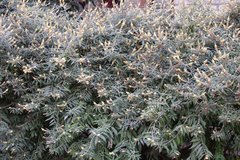 Buddleja madagascariensis